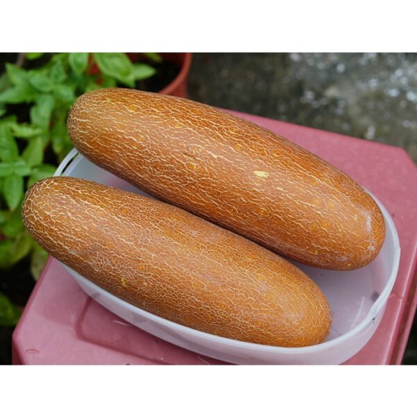 10pcs Biji Benih Timun Tua 10pcs Biji Benih Timun Tua / Old Chinese Cucumber Seeds / 老黄瓜种子 Vegetables Seeds Cucumis sati - 图片 3