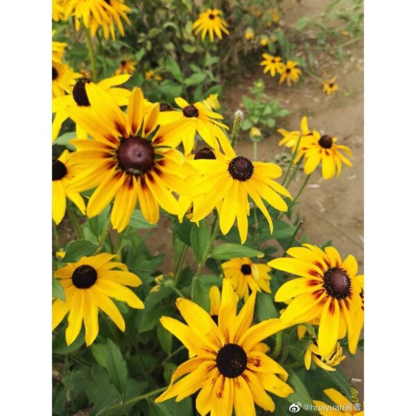 Biji Benih Rudbeckia fulgida 30Pcs Anak Pokok bunga Sayur sayuran daisy kangkung flower vegetable seeds - 图片 4