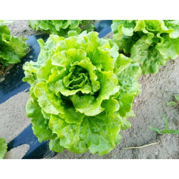 Biji Benih Sayur Salad Italy 250pcs+- 四季耐热意大利生菜种子 Italy Lettuce Seeds 蔬菜种子 benih sayur sayuran vegetables seed baja rose - 图片 3