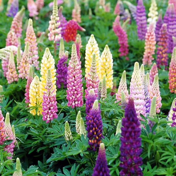60Pcs +-  Lupine Flower Mix Biji Benih Lupin Bunga 鲁冰花种子 BENIH BUNGA LUPINE (Mix Russell Lupin ) Polyphyllus Bulk Flower - 图片 7