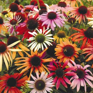 Echinacea Primadonna Deep Rose Mix 10Pcs 松果菊种子 四季耐热花種子  biji benih bunga kantan matahari tahi ayam dahlia flowers seeds