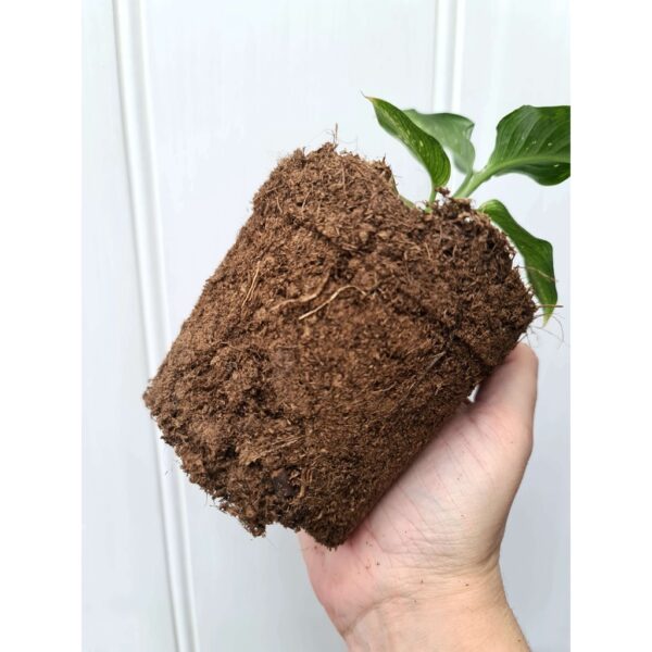 PeatMoss Soil / Seeding Substrate Soil Medium Semaian 泥碳土 import PEATMOSS HOLLAND TANAH SEMAIAN SEEDLING soil kekkila - Image 4