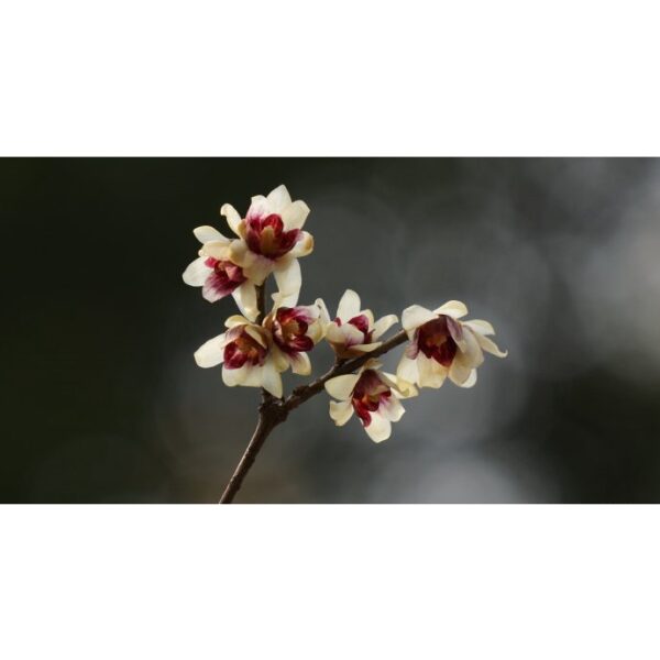 Biji Benih Bunga Winter Sweet 3Pcs+— Chimonanthus praecox Seed Flower Seeds Sunflower 红心腊梅種子花种子蔬菜種子 dahlia petunia rose - Image 7