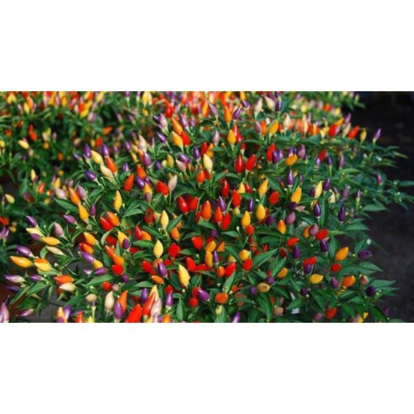 biji benih cili warna warni 15Pcs+-  Cili pelangi 七彩椒种子七彩辣椒種子大辣椒小辣椒种子 hiasan vegetables seeds besar kecil padi kampung - Image 3