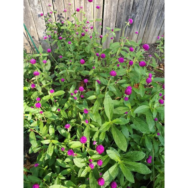Biji Benih Bunga Butang 20Pcs+- Gomphrena globosa Globe amaranth Seeds Biji Benih 千日红 千日粉 千日紫 千日白 种子 daisy四季耐热花種子 rose - Image 5