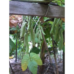 5pcs Seed Broad Bean seeds Biji Benih Kacang Parang 蚕豆种子 Broad Bean Seeds vegetable seed Benih kacang golok vegetables