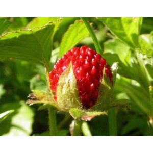 300Pcs + Mock Strawberry seed Potentilla indica seed Indian strawberry seed  benih strawberri seed Strawberry Mock 蛇莓种子