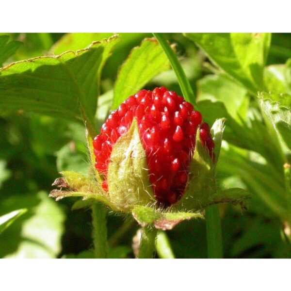 300Pcs + Mock Strawberry seed Potentilla indica seed Indian strawberry seed  benih strawberri seed Strawberry Mock 蛇莓种子 - 图片 2