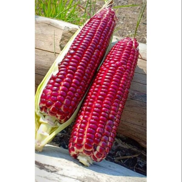 Benih jagung merah 14 pcs Sweet Ruby Red Corn Rare Benih Jagung Manis Merah甜红玛瑙玉米 Biji Benih Jagung Merah red corn seeds - 图片 3