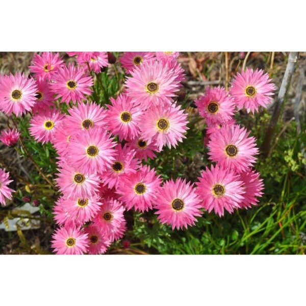 Everlasting daisy seeds 10- biji benih bunga daisy pink 永生菊種子四季耐热花种子 flowers seed dahlia rose ros zinnia hiasan matahari - Image 6