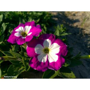150Pcs +-Biji Benih Bunga Petunia campur Flower seeds Mix Petunia 花种子 混色矮牵牛花 Bunga Petunia Flower Seed petunia seed