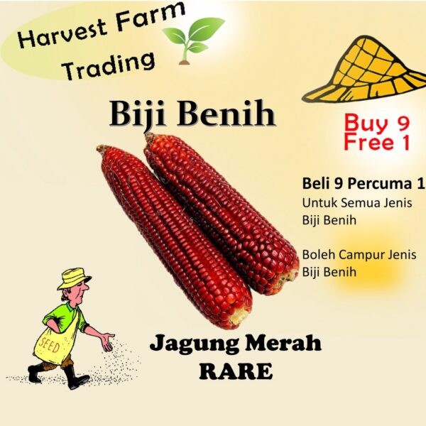 Benih jagung merah 14 pcs Sweet Ruby Red Corn Rare Benih Jagung Manis Merah甜红玛瑙玉米 Biji Benih Jagung Merah red corn seeds