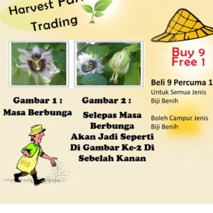 Benih Buah Markisa 10Pcs Passion Fruit Seeds Plant Passiflora seed 百香果种子水果種子 biji bibit markisa merah anak pokok sayuran