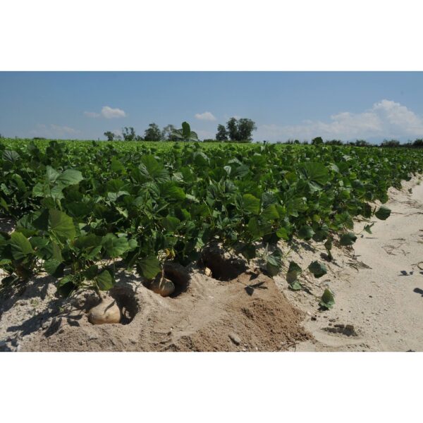 BIJI BENIH UBI SENGKUANG cina 10pcs SAYUR-SAYURAN DAN BUAH-BUAHAN SEED SEEDS VEGETABLEs FRUIT turnip seed  四季种子耐热植物蔬菜种子 - Image 6