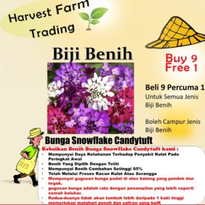 Biji Benih Bunga Candytuft Mix Colours 50pcs +- 蜂室花籽 snowflake Candytuft Flower seeds sunflower seed 四季耐热花种子 種子 dahlia