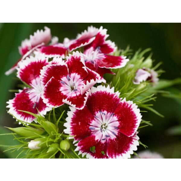 80Pcs Dianthus Barbatus Sweet William Mix Seeds benih Bunga Dianthus Berbola 须苞石竹种子 五彩石竹 Dianthus Carnation Flower seed - Image 7