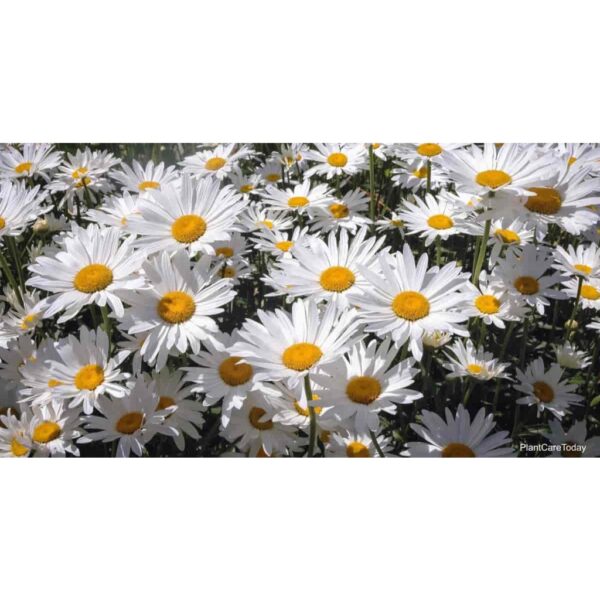 250Pcs +- Leucanthemum maximum 大滨菊种子 fresh flower seed Biji Benih Bunga chrysanthemum Shasta daisy seed flower seeds - 图片 8