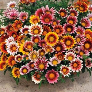 Biji Benih Gazania Rigens 150pcs+ 百花仙子勋章花种子 Flower Seeds Chrysanthemum seed anak pokok bunga dahlia zinnia kangkung rose