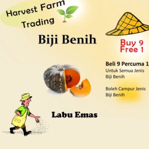 Biji Benih Labu Manis 5 Biji Vegetable Seed Pumpkin sweet Pumpkin 南瓜种子  Family Seeds Plant Seed hybrid f1 murah quality