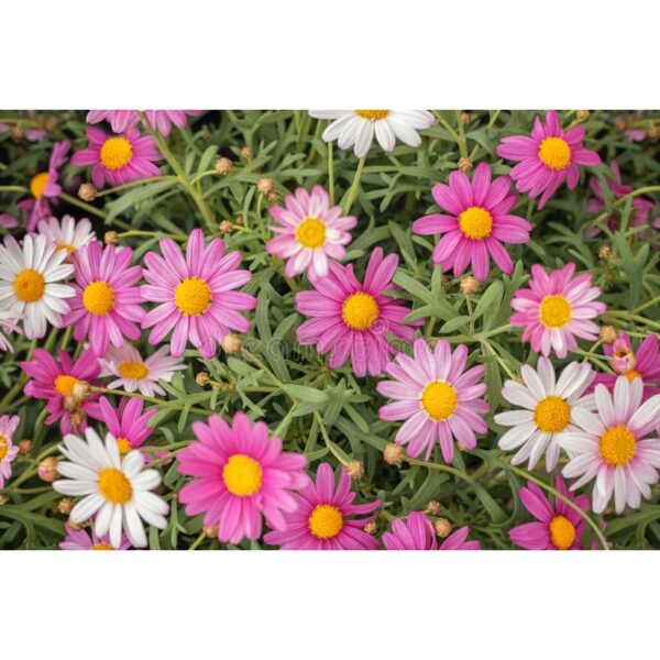 Biji Benih Bunga Daisy Marguerite 30Pcs+- Daisy Seed flower seeds sunflower dahlia zinnia matahari 茼蒿菊种子四季耐热玫瑰蔬菜花種子 ros - 图片 8