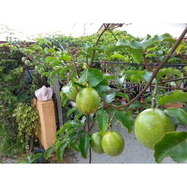 Benih Buah Markisa 10Pcs Passion Fruit Seeds Plant Passiflora seed 百香果种子水果種子 biji bibit markisa merah anak pokok sayuran - 图片 7