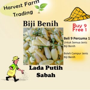 Biji Benih Lada Putih Sabah 15pcs white sabah seed chili seeds benih cili sabah kampung padi centil bara jambak sayur