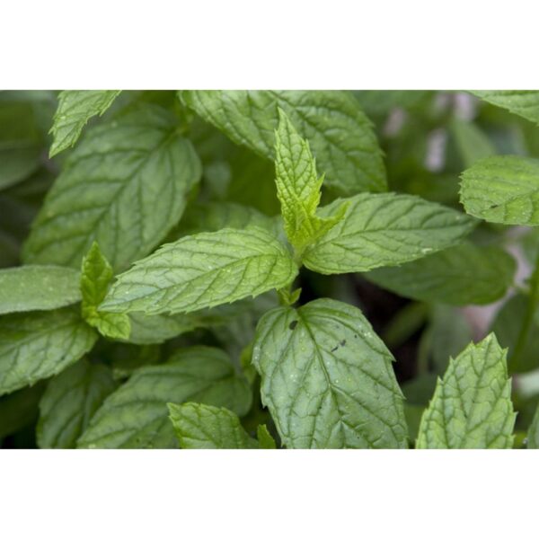 Spearmint Seeds 100Pcs- Biji Benih Pudina Herb Seeds Benih Daun Pudina 薄荷种子蔬菜种子四季耐热種子 lemon mint Vegetables seed sayuran - 图片 4