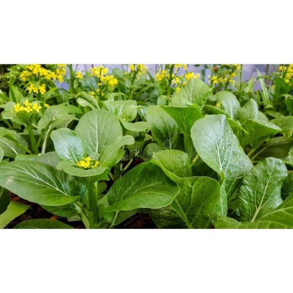 Benih Sawi Bunga 200Pcs+-  biji bibit sawi hijau sayur sayuran pelbagai vegetable spinach seed kangkung seeds - Image 4