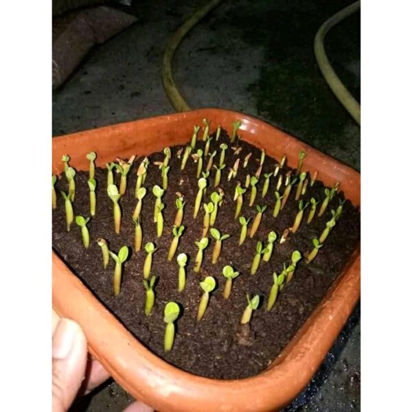 Adenium seed 1pcs Biji Benih Bunga kemboja benih live plant flower Taiwan seeds 沙漠玫瑰花种子富貴花種子 anak pokok bunga hidup rose - Image 8