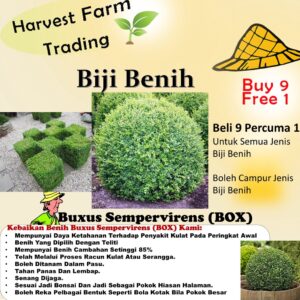 Biji Benih Pokok Hiasan Buxus Sempervirens (BOX) 40Pcs+- Sunflower seed vegetable seeds benih bunga dahlia 黄杨种子蔬菜花四季耐热種子