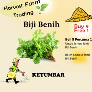 Biji Benih Ketumbar 200Biji Vegetable Seed Coriander 香菜种子  Seeds Plant Seed 蔬菜种子 biji benih sayur sayuran garden seed