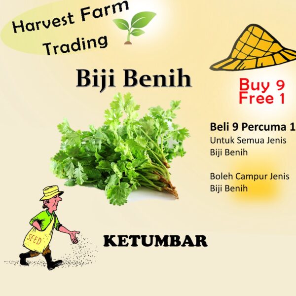 Biji Benih Ketumbar 200Biji Vegetable Seed Coriander 香菜种子  Seeds Plant Seed 蔬菜种子 biji benih sayur sayuran garden seed