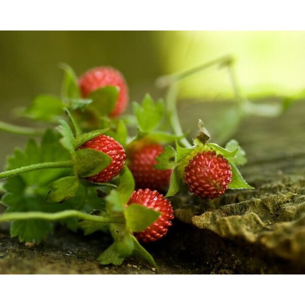 300Pcs + Mock Strawberry seed Potentilla indica seed Indian strawberry seed  benih strawberri seed Strawberry Mock 蛇莓种子 - 图片 6