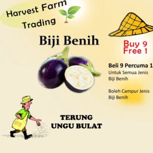 Biji benih terung ungu bulat 25pcs Vegetable Seeds BIJI BENIH SAYUR/BUAH/TERUNG Vegetables seed 茄子种子 hybrid eggplant