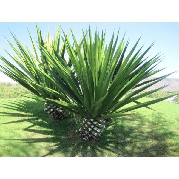 Biji Benih Sisal 20Pcs +- Sisal Seeds vegetables seed fruit seed plant benih sayur sayuran benih pelbagai 剑麻种子蔬菜種子bunga - Image 3