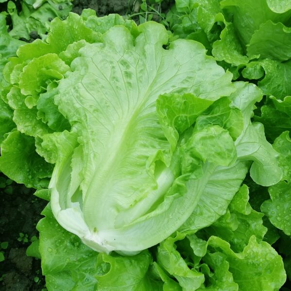 Biji Benih Sayur Salad Italy 250pcs+- 四季耐热意大利生菜种子 Italy Lettuce Seeds 蔬菜种子 benih sayur sayuran vegetables seed baja rose - 图片 9