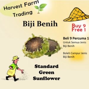 5Pcs Seed Green Sunflower Benih Bunga Matahari Sunflower Seeds Eatable Sunflower Flower Seeds Vegetables Seed Biji Benih