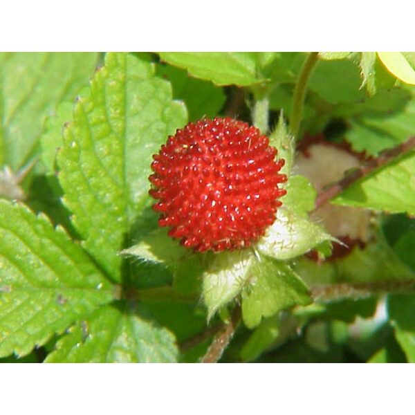 300Pcs + Mock Strawberry seed Potentilla indica seed Indian strawberry seed  benih strawberri seed Strawberry Mock 蛇莓种子 - 图片 7