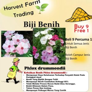 Biji benih bunga Phlox drummondii 100Pcs sunflower seed flower seeds for home gardening anak pokok bunga rose