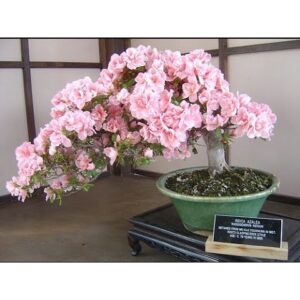Biji Benih pokok bunga Sakura 3Pcs Cherry Blossom Seeds Japanese Sakura Seeds Garden Bonsai Flower Seeds 樱花種子四季耐热花种子ros