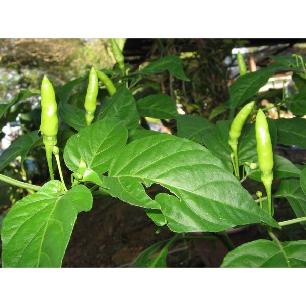 15pcs seeds LADA BURUNG CILI API BARA CILI PADI / CILI KAMPUNG biji benih cili Biji Benih Cili Padi Kampung cili centil - 图片 3