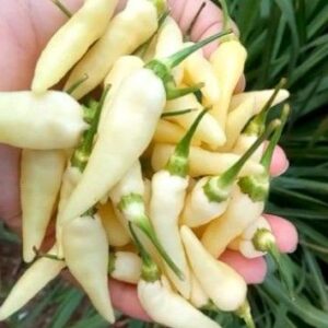 Biji Benih Lada Putih Sabah 15pcs white sabah seed chili seeds benih cili sabah kampung padi centil bara jambak sayur
