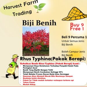 Rhus Typhina seeds 15pcs +- Biji Benih buah buahan sayur sayuran Sumac seed 火炬漆树种子四季耐热花種子 vegetable fruit plant tree ros
