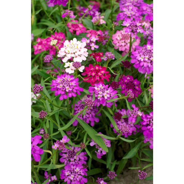 Biji Benih Bunga Candytuft Mix Colours 50pcs +- 蜂室花籽 snowflake Candytuft Flower seeds sunflower seed 四季耐热花种子 種子 dahlia - Image 8