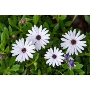 Biji Benih Bunga Cape marguerite 10 Pcs+- Flower seed sunflower seeds daisy dahlia asparagus 南非万寿菊种子花種子四季耐热蔬菜種子 pokok