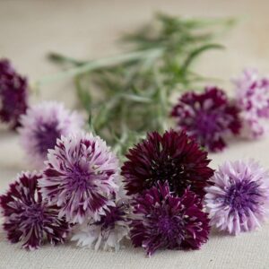 Biji Benih Bunga Jagung 20Pcs +- 蓝矢车菊花瓣种子四季耐热花种子 Cornflower decoration seeds dahlia daisy rose bunga hiasan flower seed