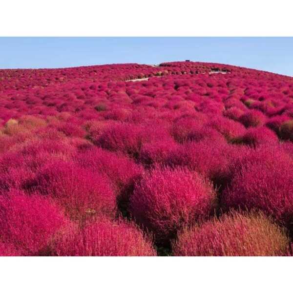 Biji Benih Bunga Bassia scoparia 30Pcs+- flower seed vegetable fruit rose 蔬菜种子花种子地肤 benih rumput rose dahlia daisy seeds - Image 9