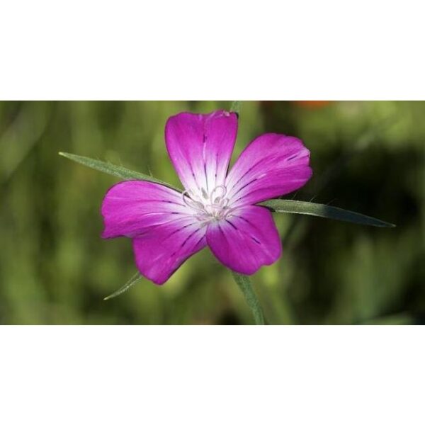 Biji Benih Bunga Corncockle 50Pcs+- Agrostemma Githago flower seeds sunflower seed benih bunga matahari 麦仙翁種子花种子 sayuran - Image 6