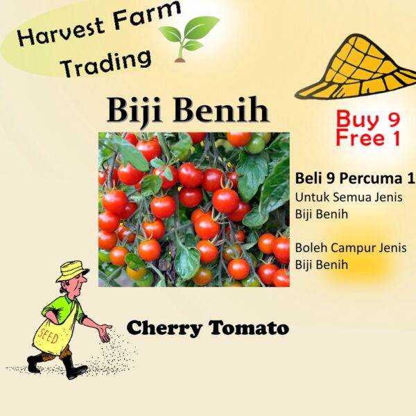Biji Benih Cherry Tomato 15 Biji Vegetable Seed Tomato Ceri小番茄种子  Family Seeds Plant Seed
