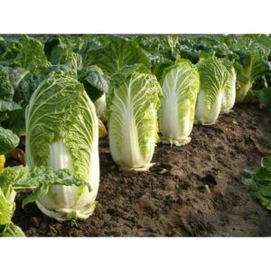 300Pcs seed kubis cina plant seed vegetable seed biji benih kubis cina Chinese cabbage seed benih kubis cina 大白菜种子peking